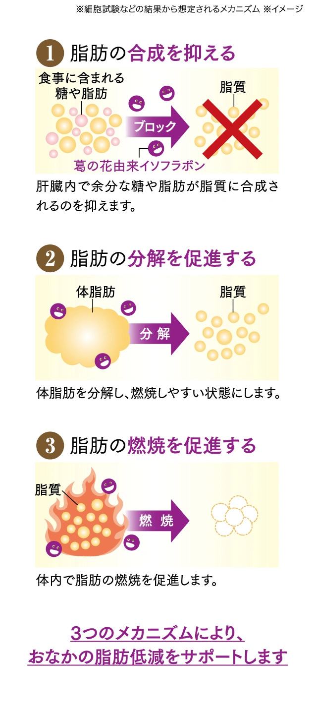 葛の花由来イソフラボンのメカニズム