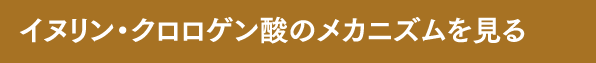 イヌリン・クロロゲン酸のメカニズムを見る