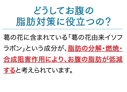 どうしてお腹の脂肪対策に役立つの？
