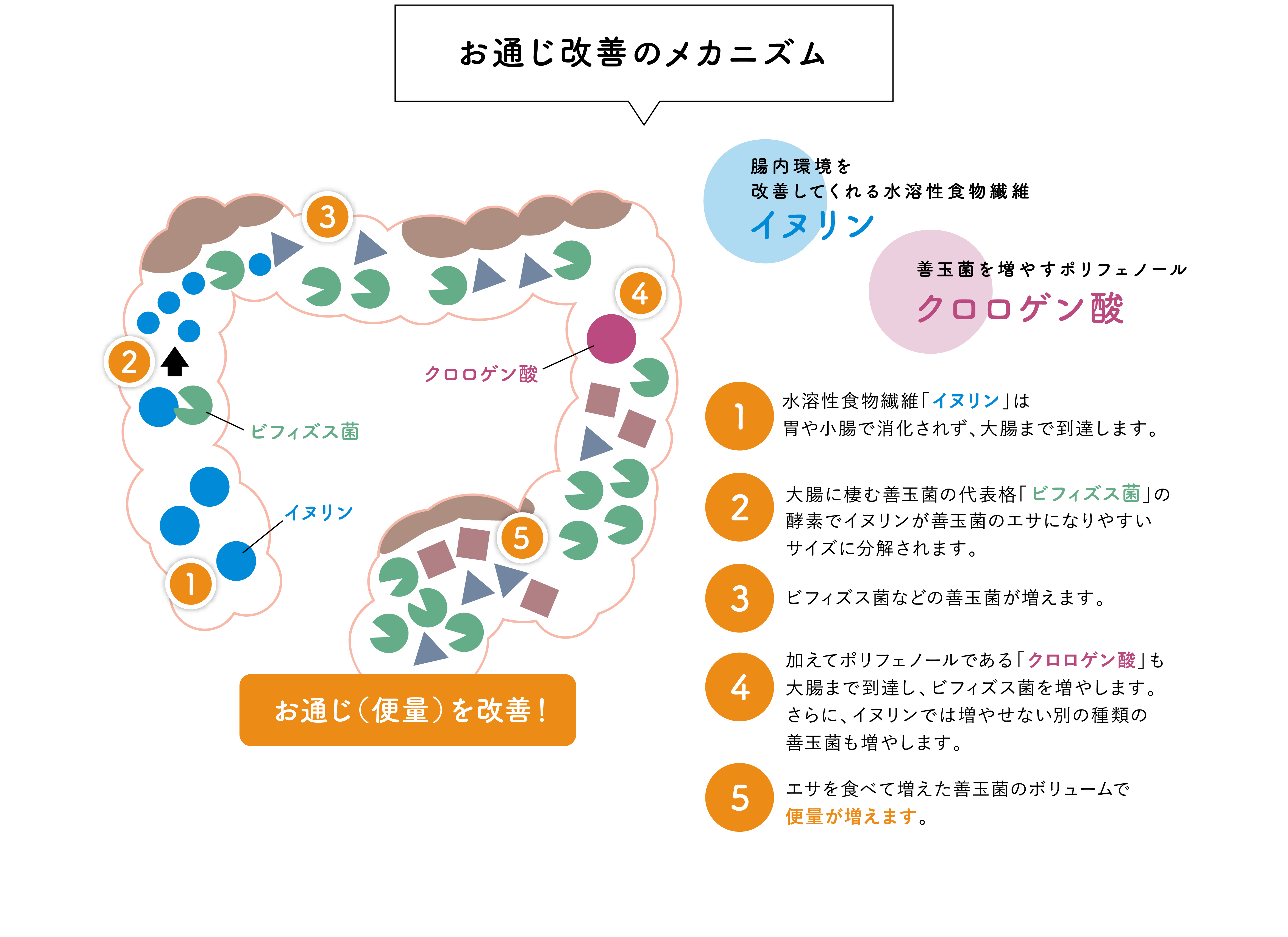 お通じ改善のメカニズム