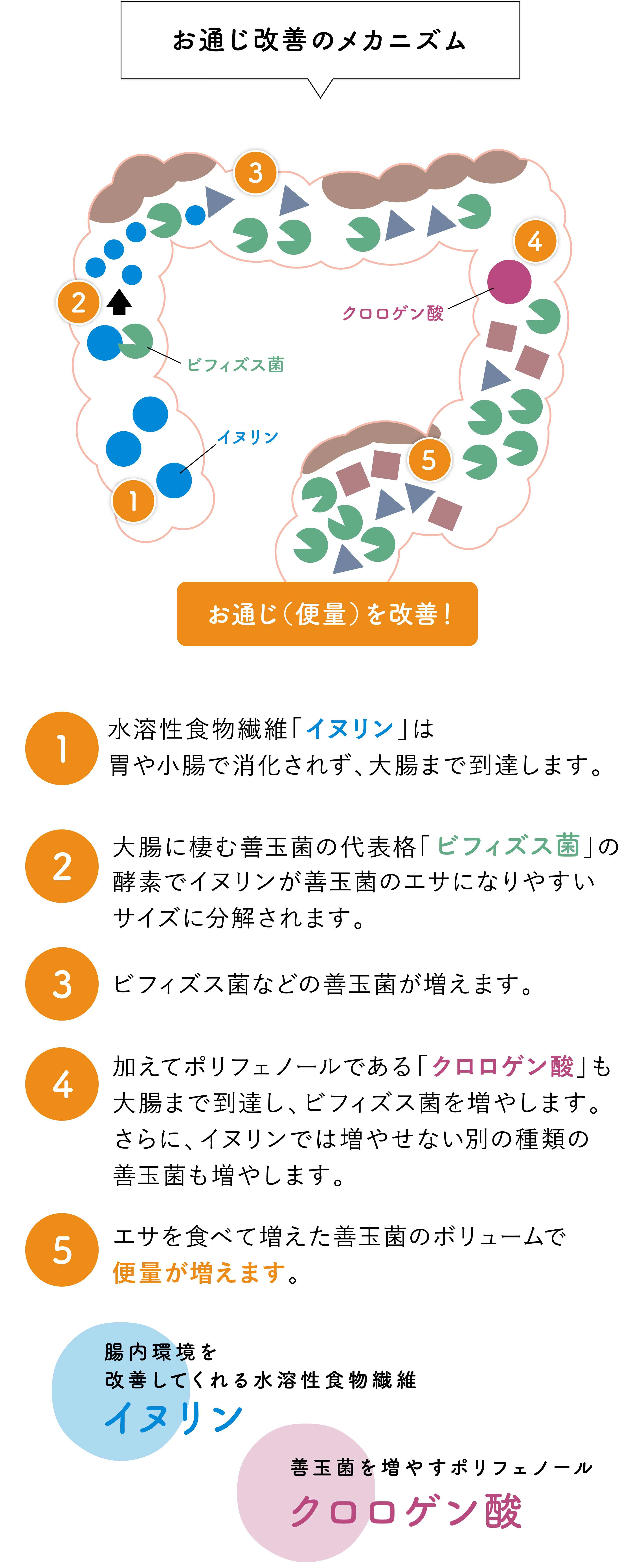 お通じ改善のメカニズム